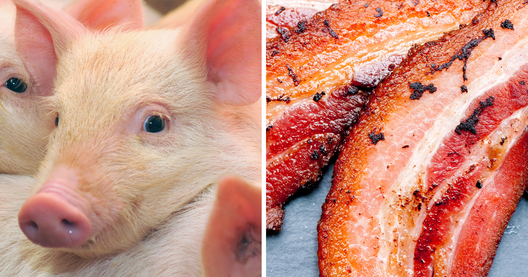 Did Bacon Really Come from Pigs?